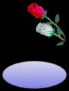 rose2.gif (55026 bytes)
